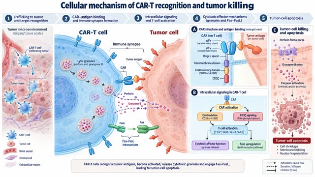 Cellular mechanism of CAR-T recognition and tumor killing