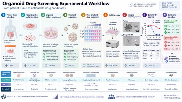 Organoid drug-screening experimental workflow